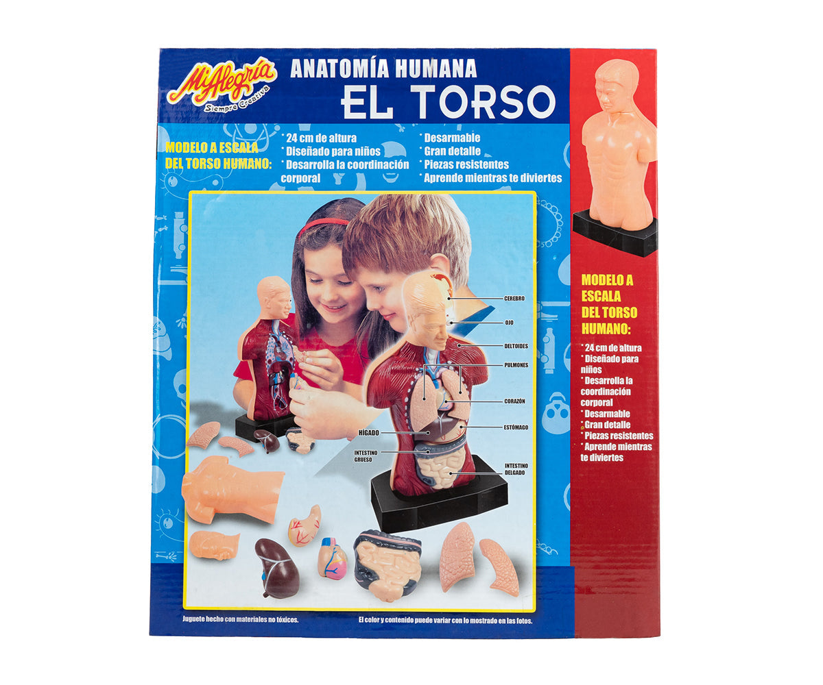 Torso Humano - Mi Alegría