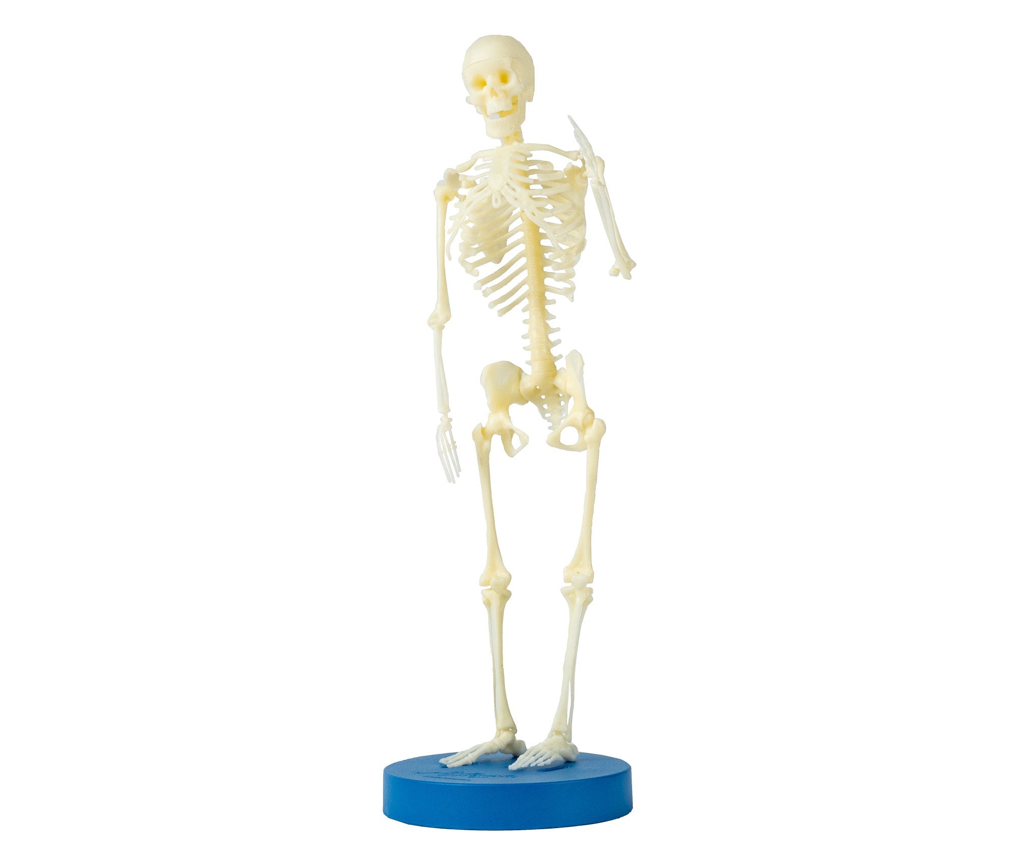 Esqueleto Humano - Mi Alegría