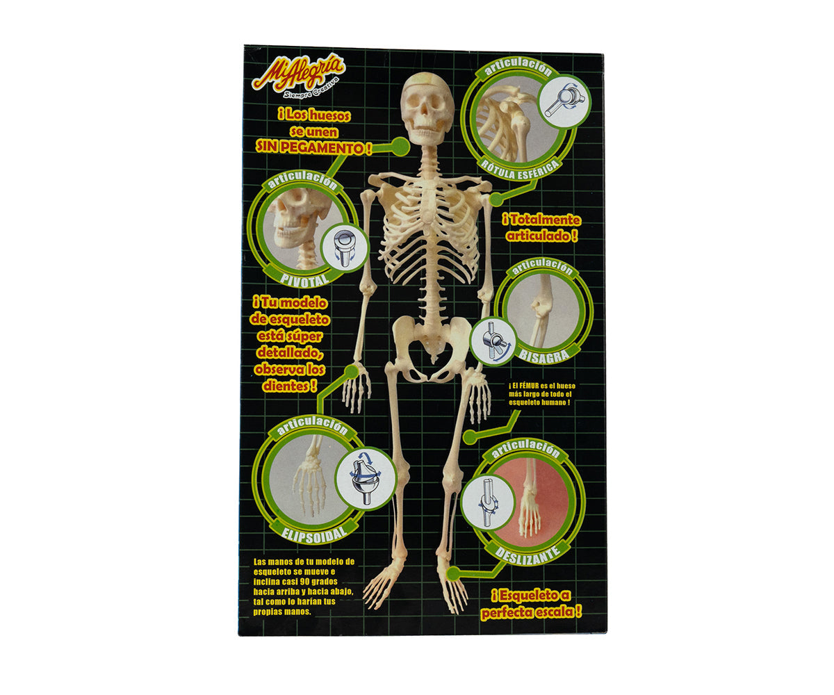 Esqueleto Humano - Mi Alegría