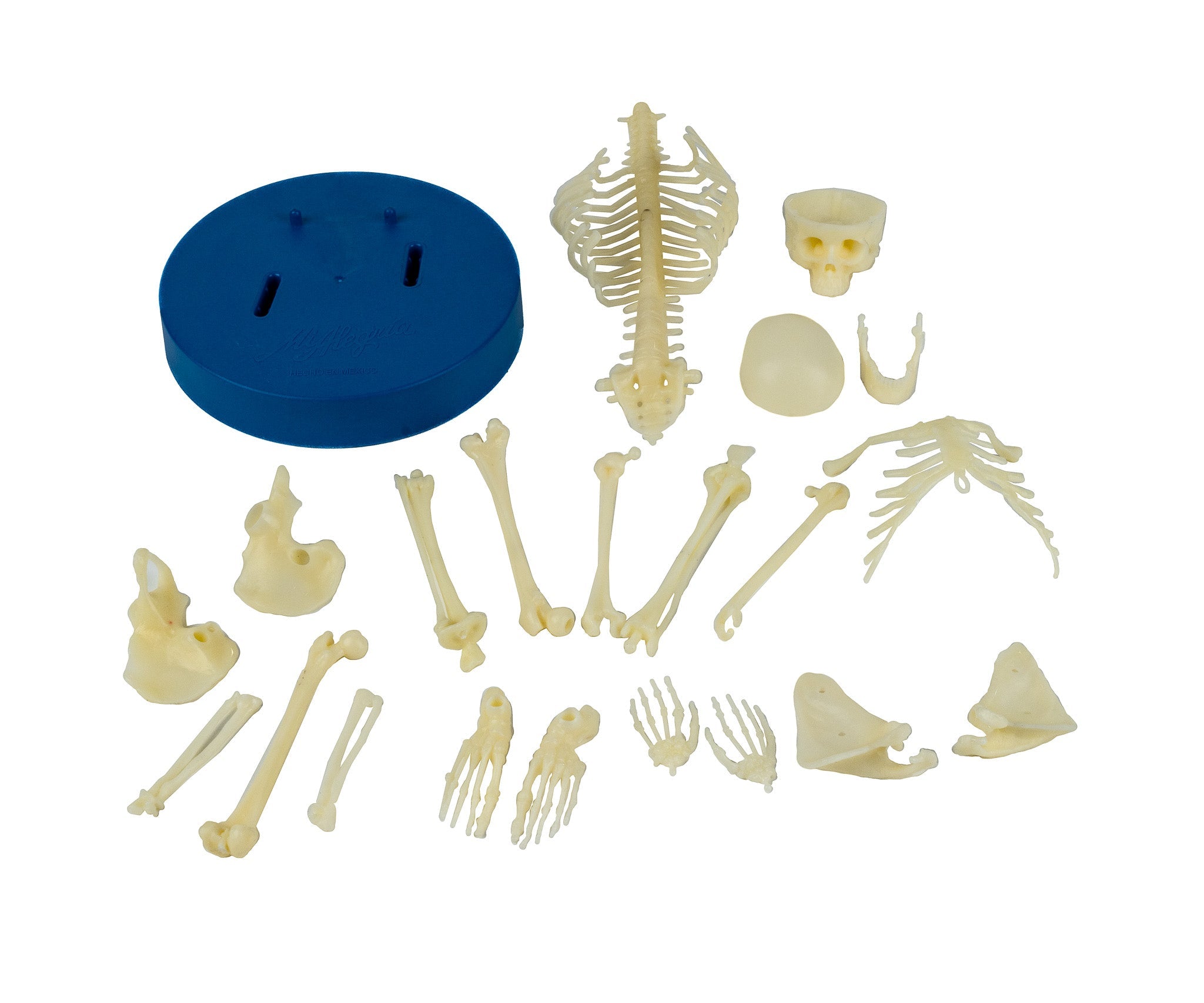 Esqueleto Humano - Mi Alegría