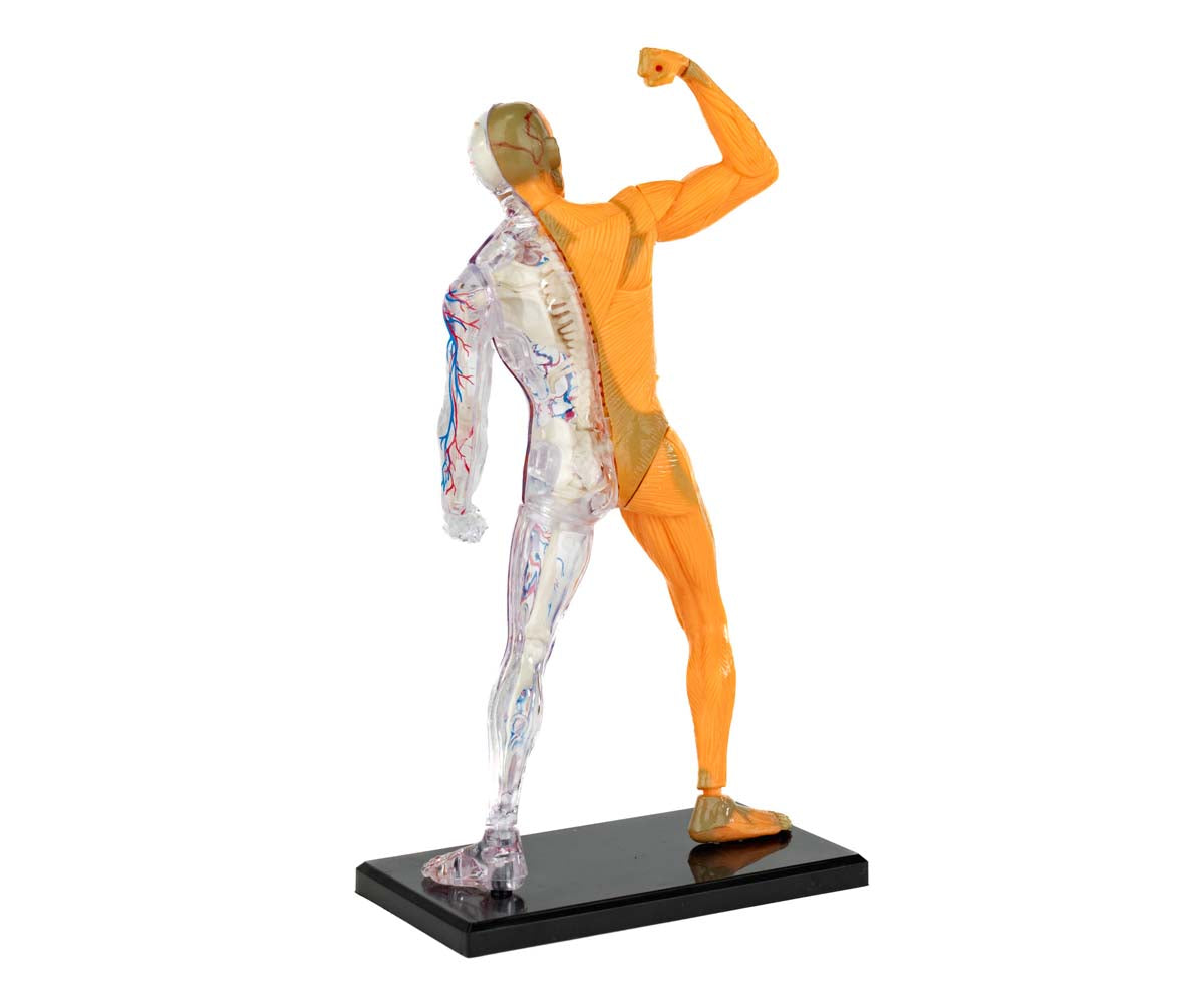 Anatomía Humana 3 En 1 - Mi Alegría